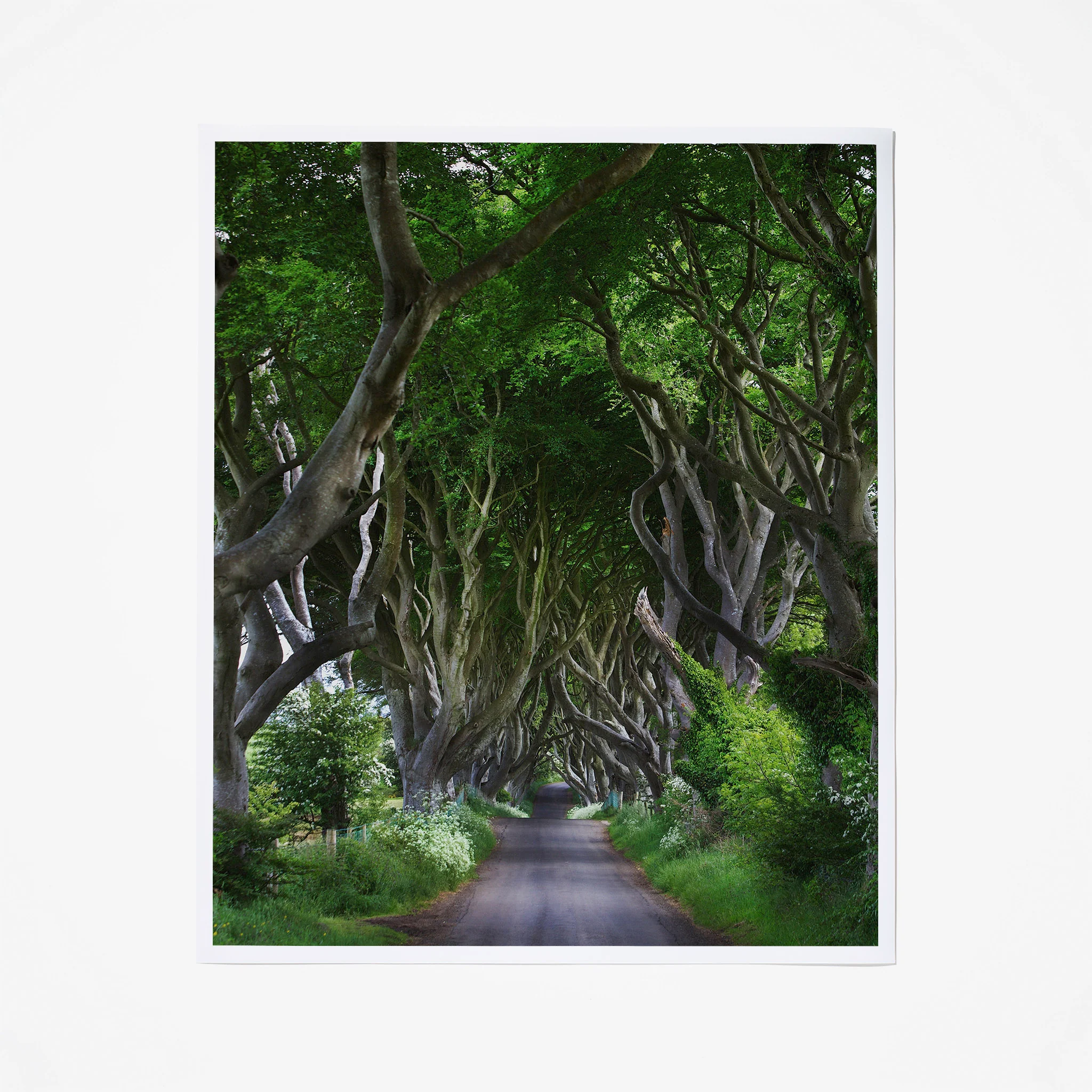 Dark Hedges