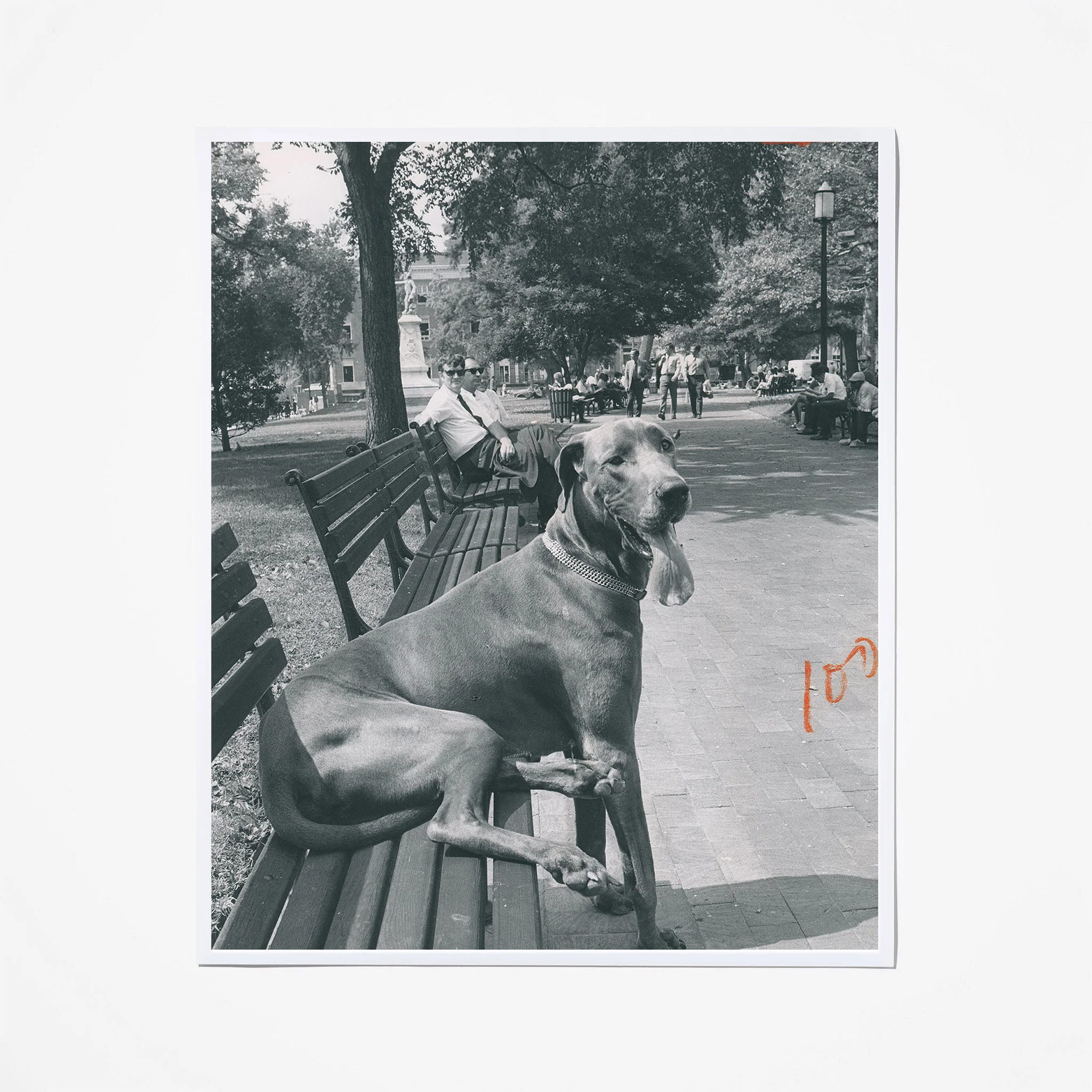 6545-no-ordinary-great-dane-1.webp No Ordinary Great Dane