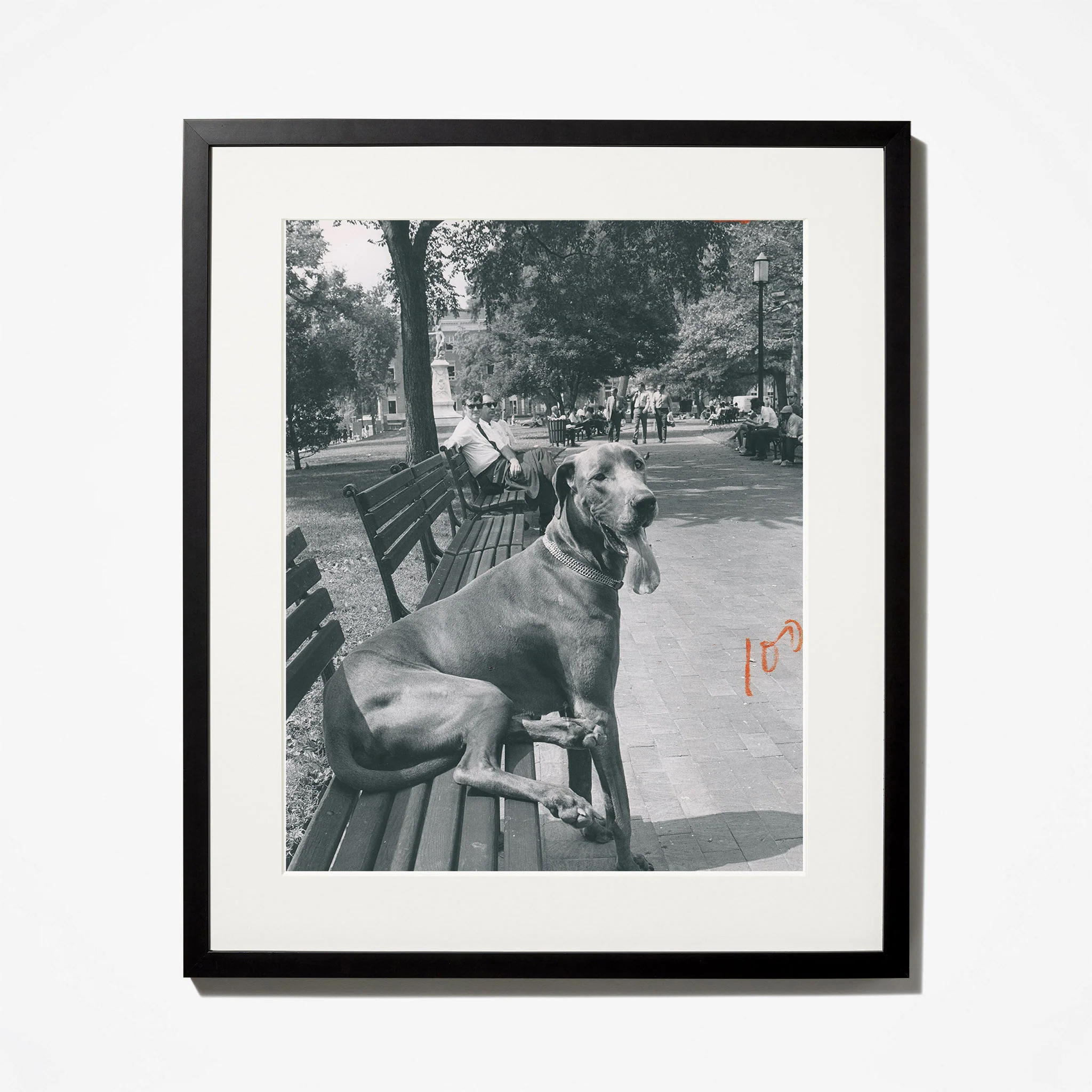 6545-no-ordinary-great-dane-2.webp No Ordinary Great Dane